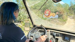 Safari ride at Diggerland UK Theme Park.